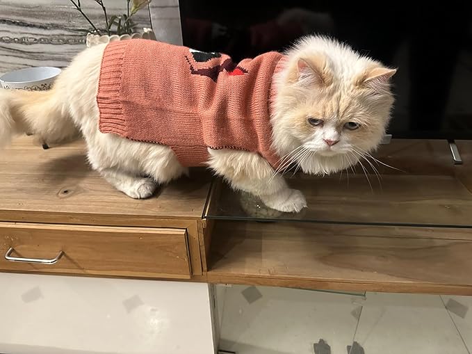 Cat wears