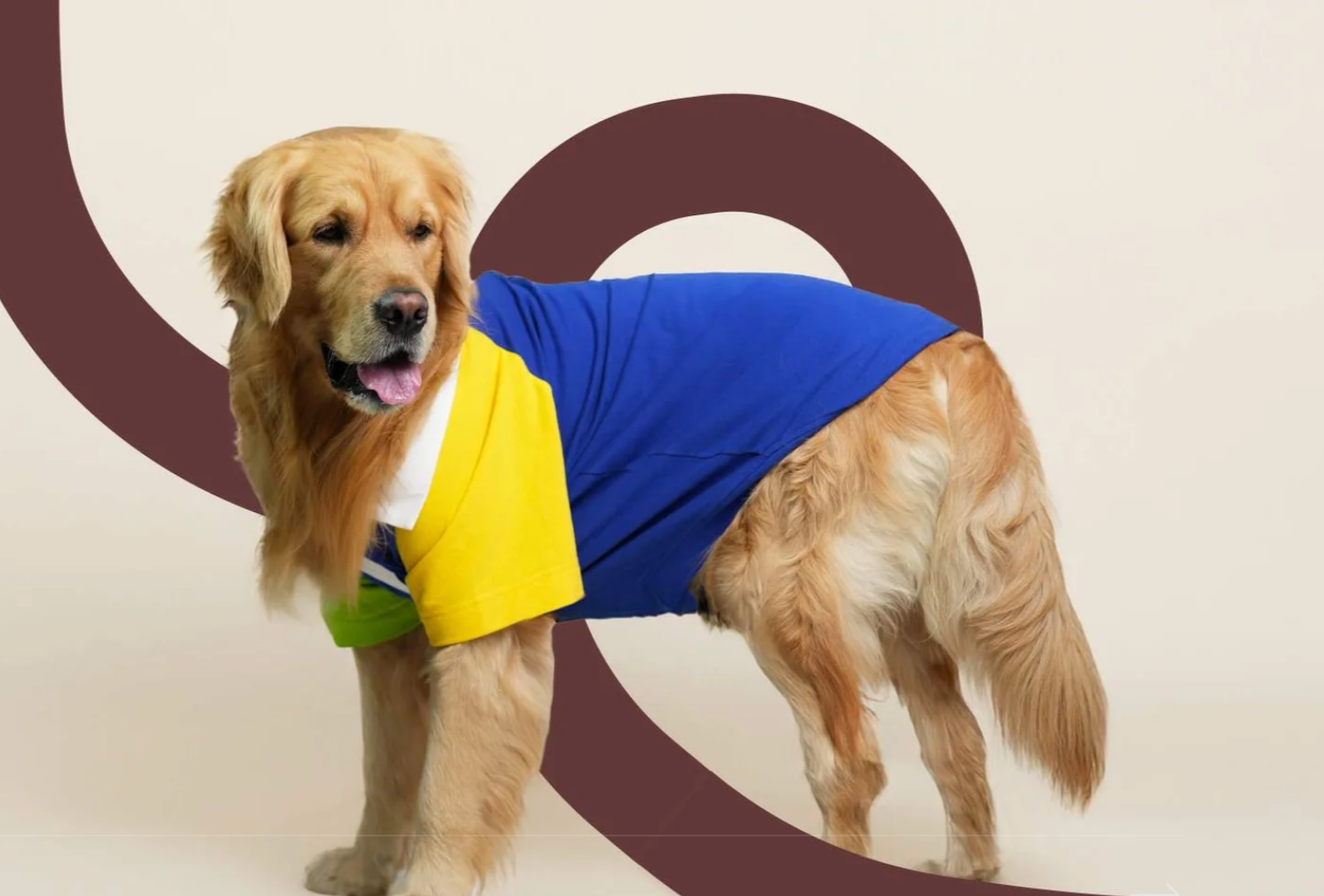 Dog wears